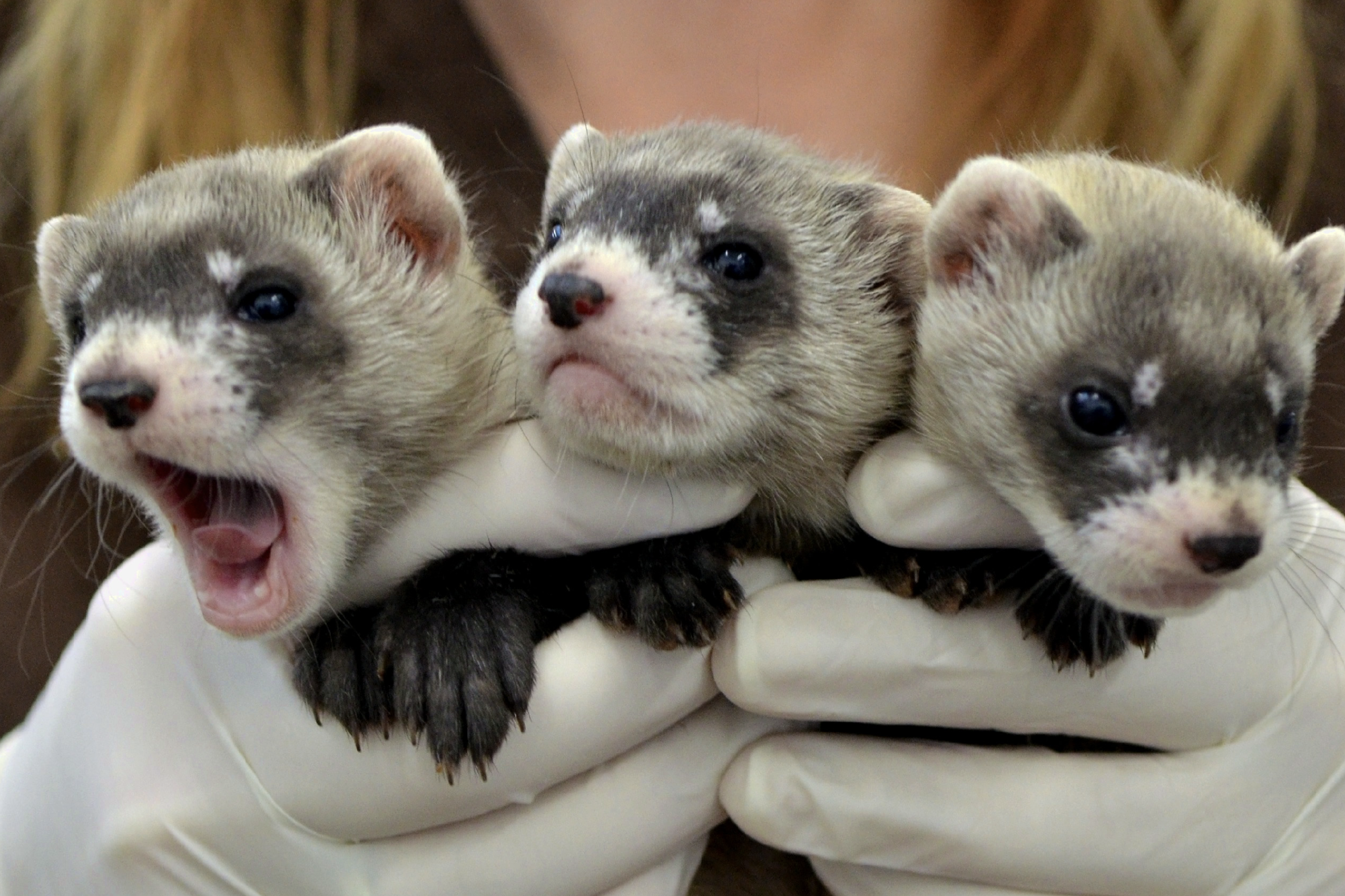 These black-footed ferret kits are being raised at the National Black-footed Ferret Conservation Center in Colorado so they can one day be reintroduced into the wild. Credit: Kimberly Fraser / USFWS