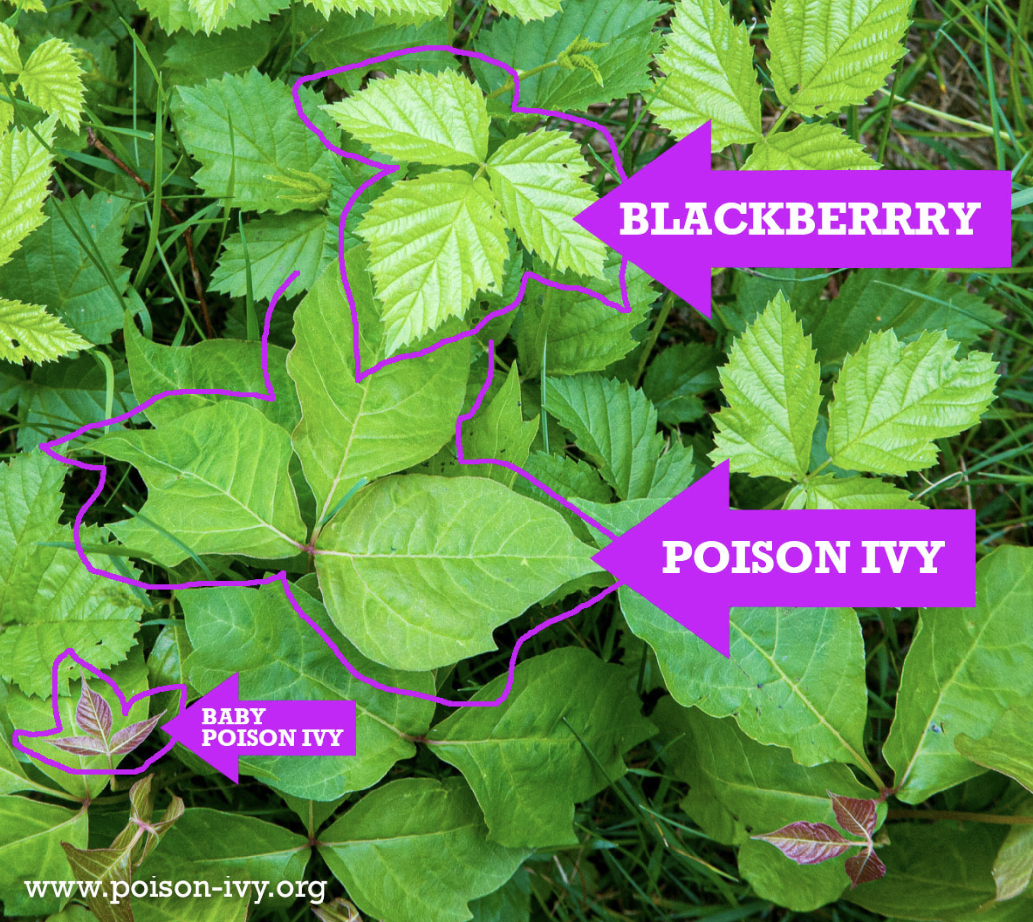 Blackberry, Another Poison Ivy Lookalike