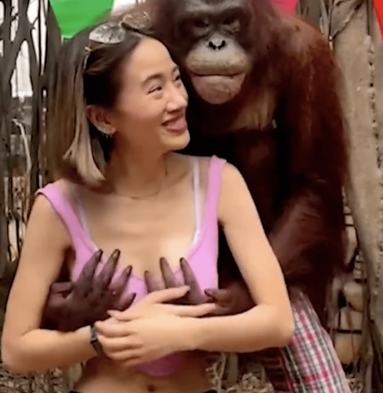 orangutan gropes giggling woman's breasts at Thai zoo where his antics have made him a star attraction
