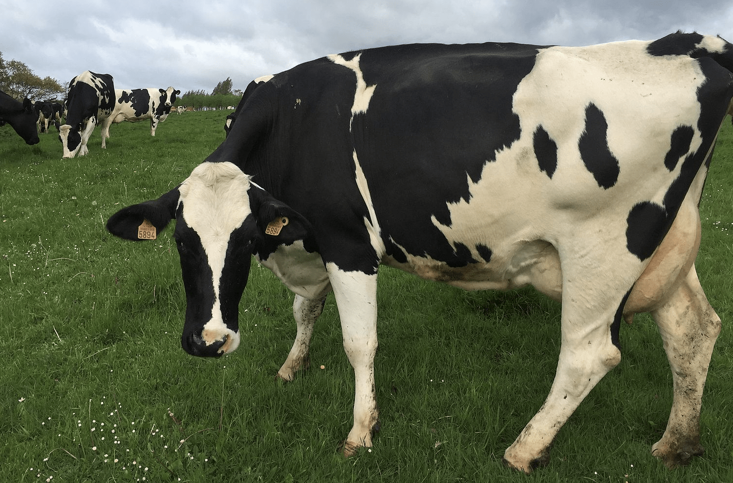 Dairy cow