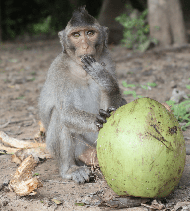 Monkey with a Coconut