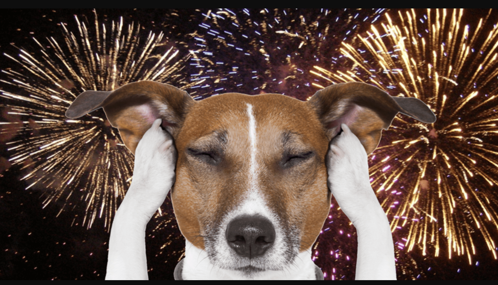 Composite image, dog and fireworks