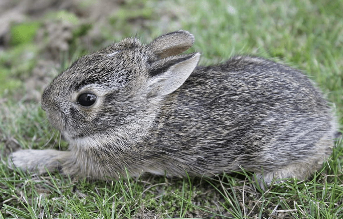 Baby wild rabbit