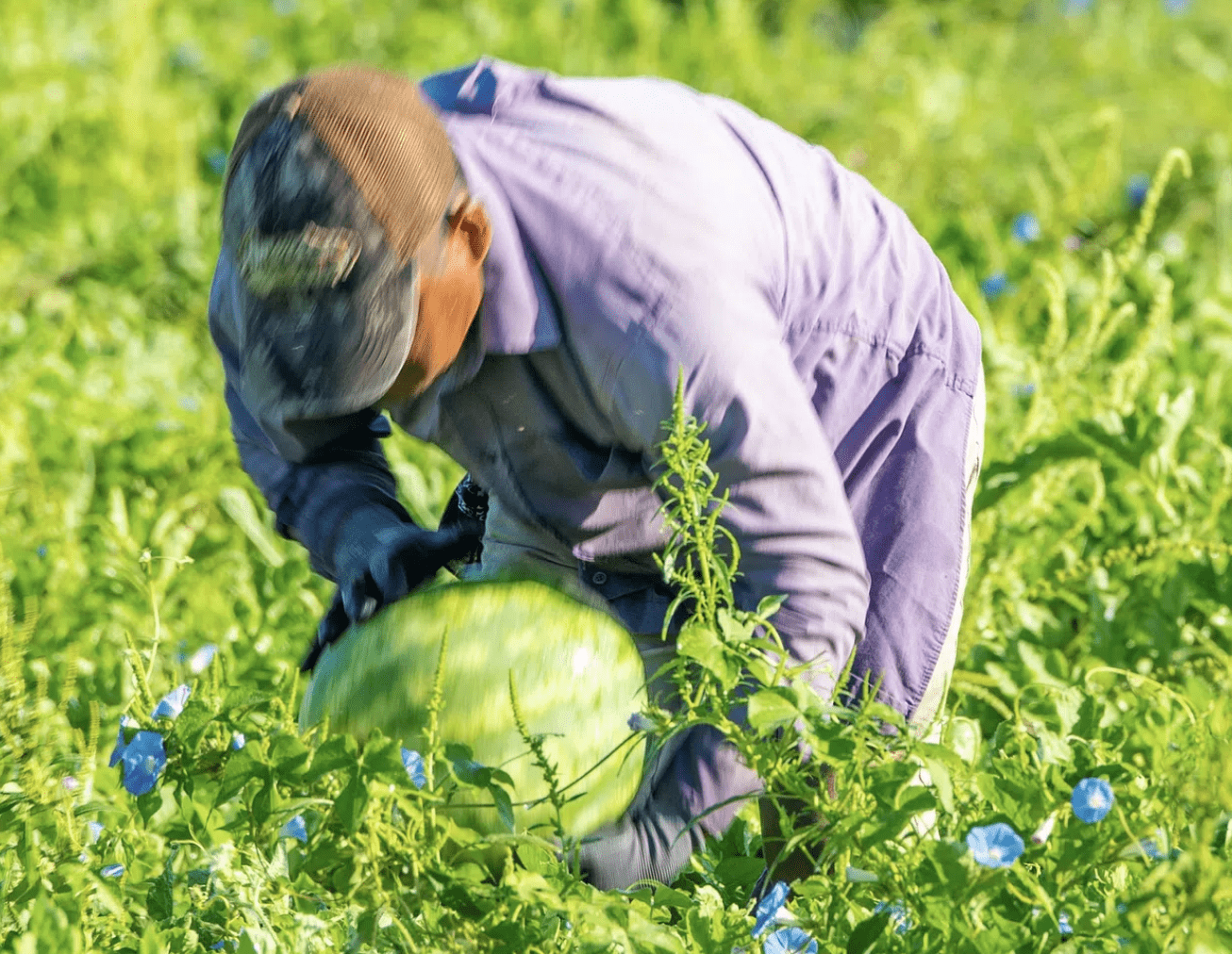 FILE PHOTO: A Workers harvests watermelons