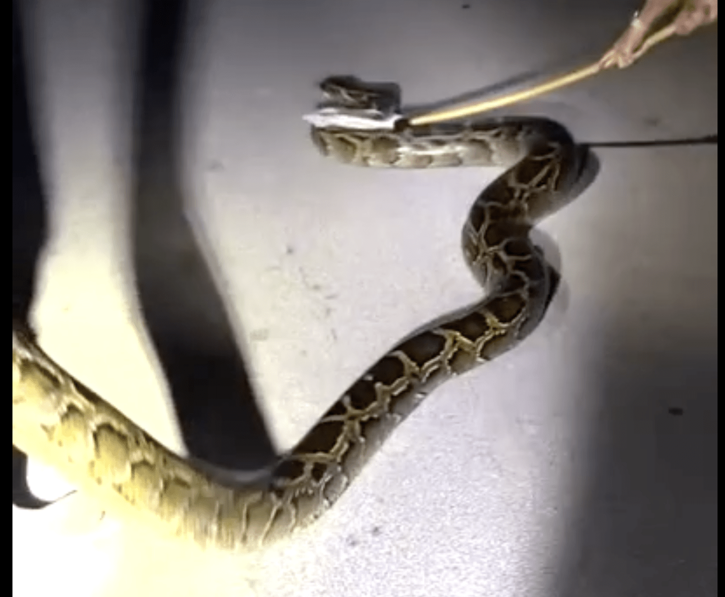 Python hunters wrestle with giant snake, the longest python ever caught in Florida