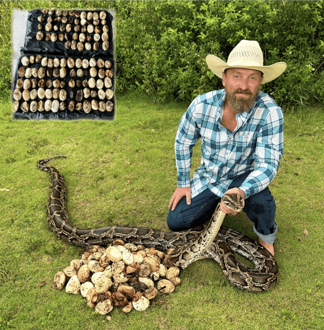 #Snake photo courtesy of Brandon Rahe Inset photo of the #invasive #python eggs courtesy of University of Florida