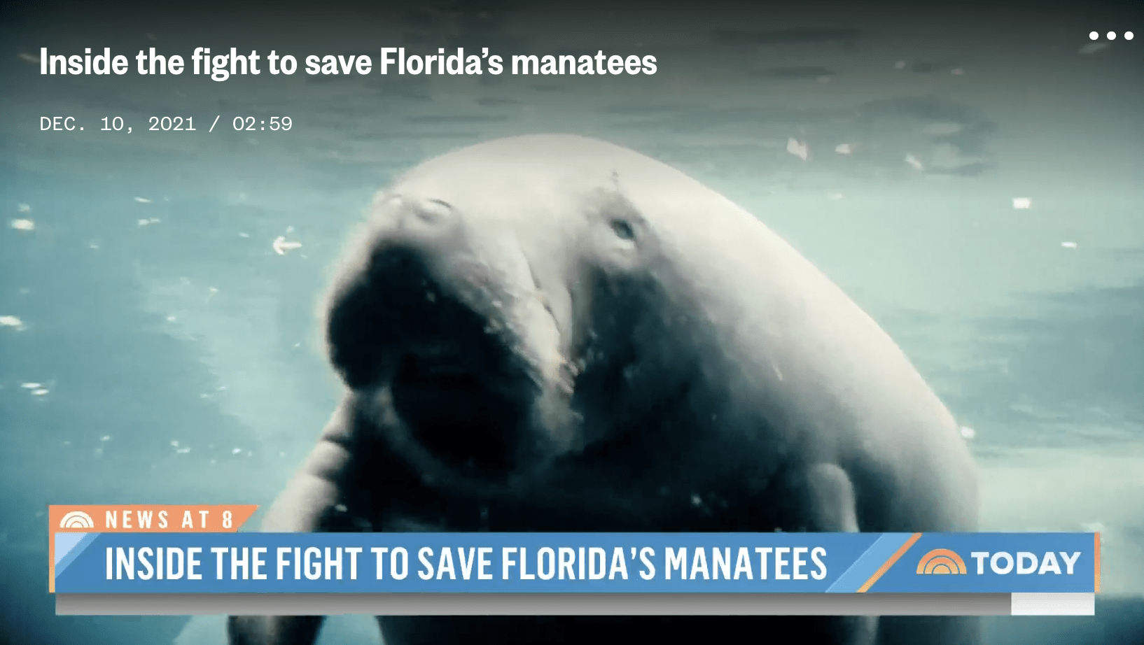 Screenshot: Florida manatee, NBC News at 8