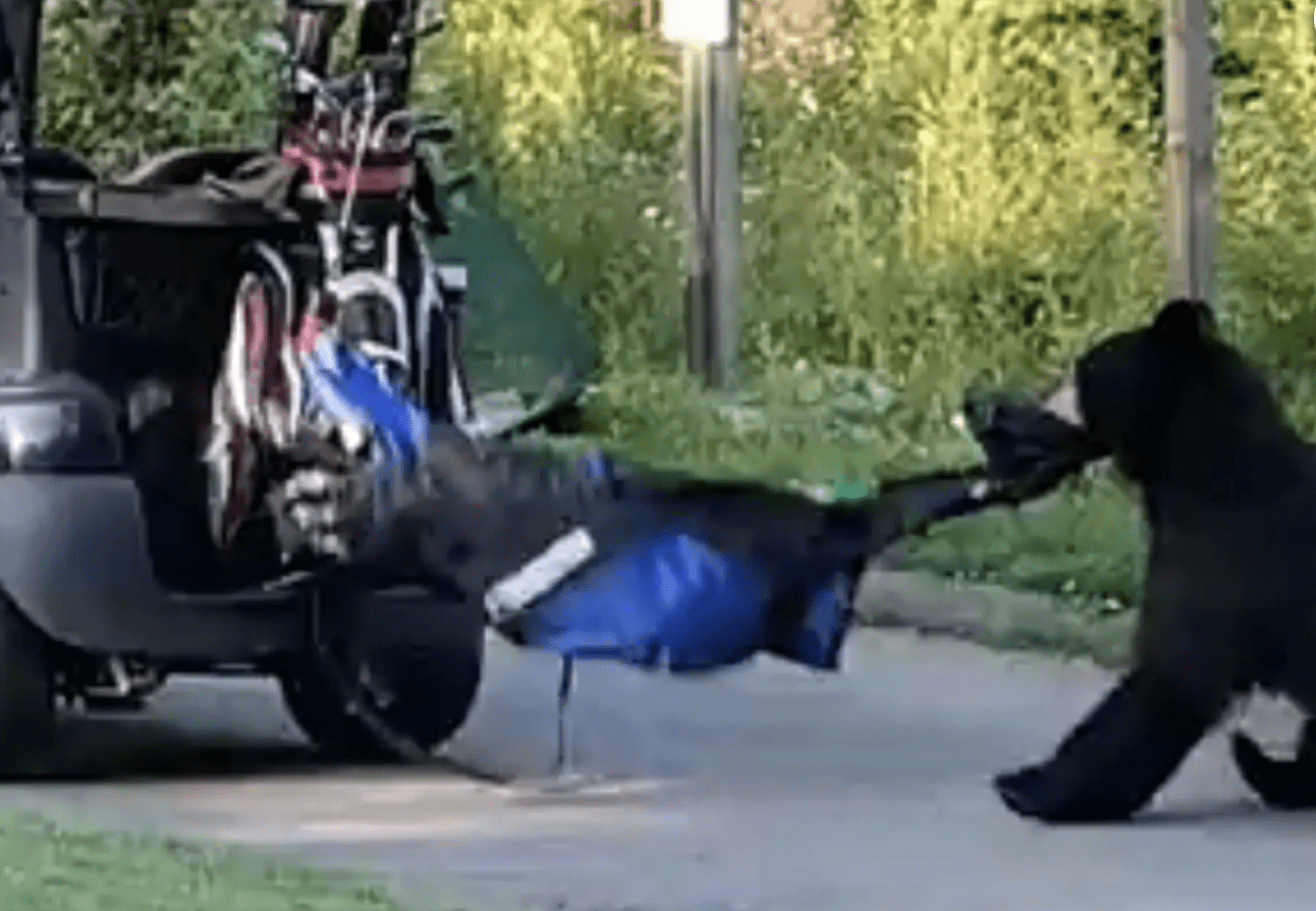 Bear pulls golf bag across pathway with mouth