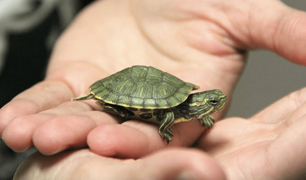 Holding a small turtle
