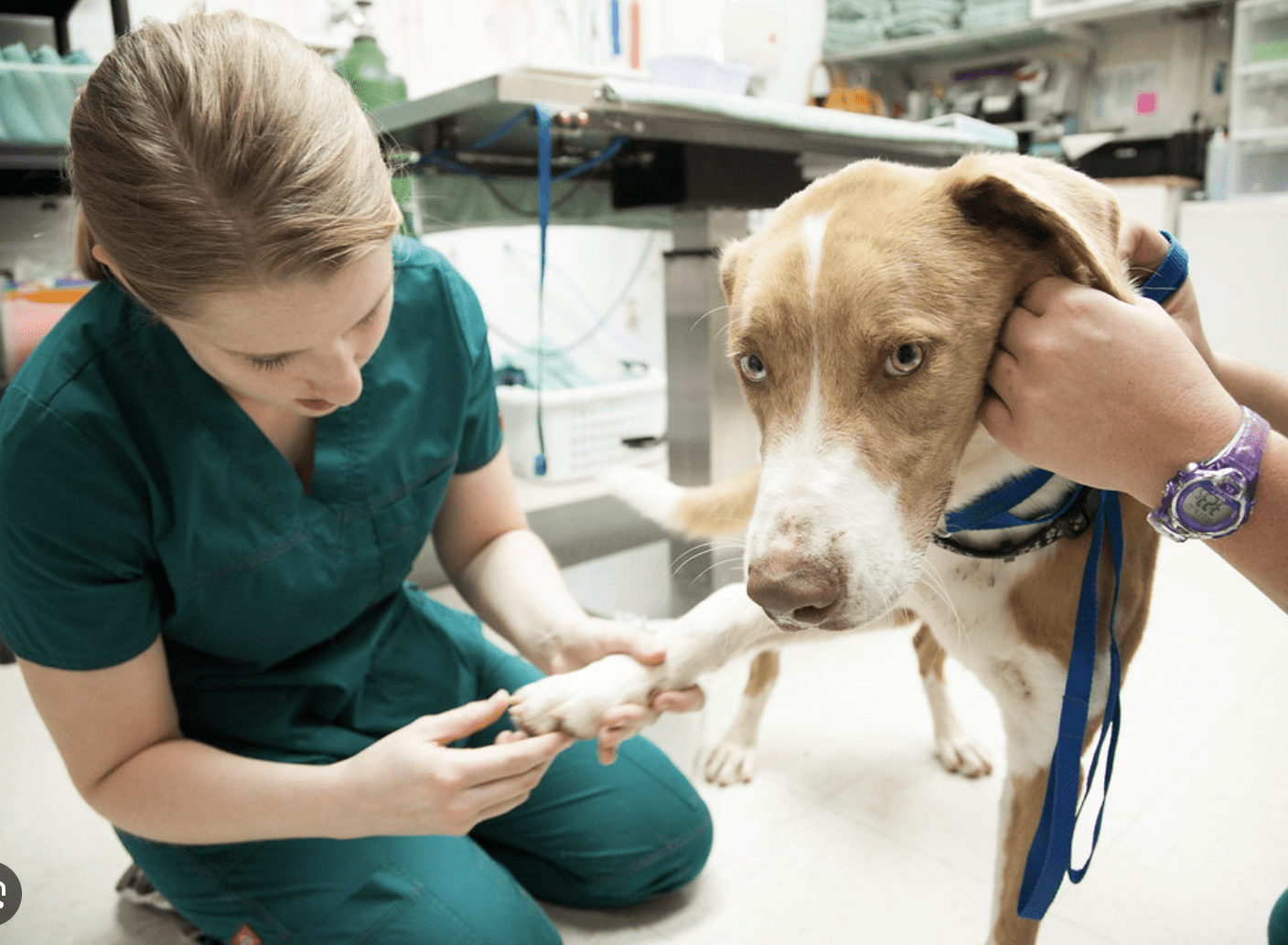 A very good boy gets a check-up with a veterinarian.