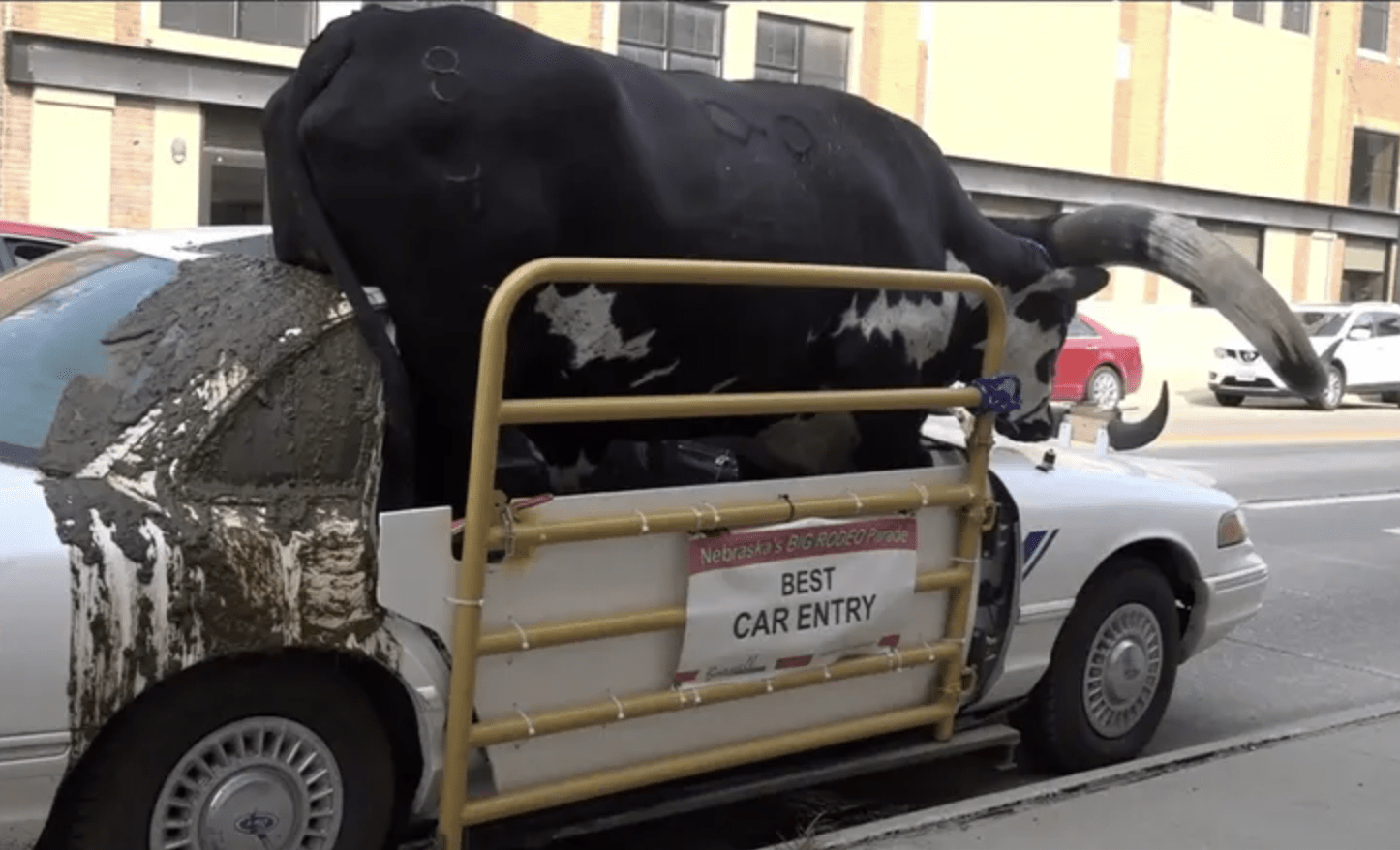 Police pull over a man driving a vehicle with a bull in it.