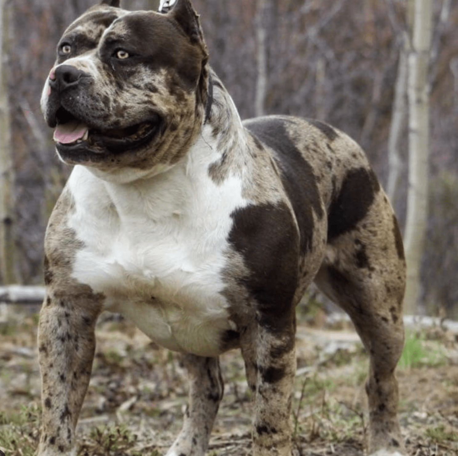 Pitbull dog