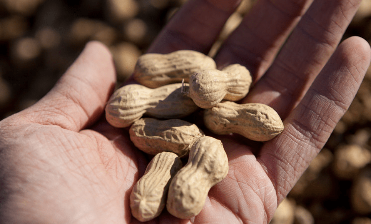 Peanut Harvesting in Walnut Ridge, AR