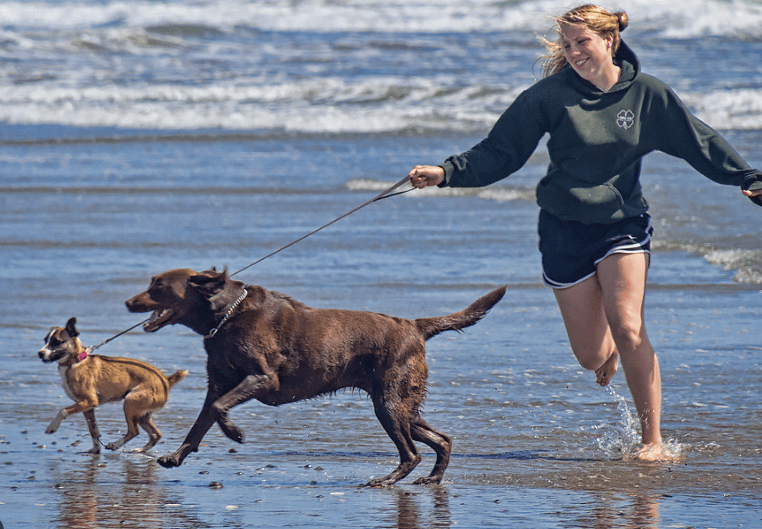 Woman walks dogs on beach
