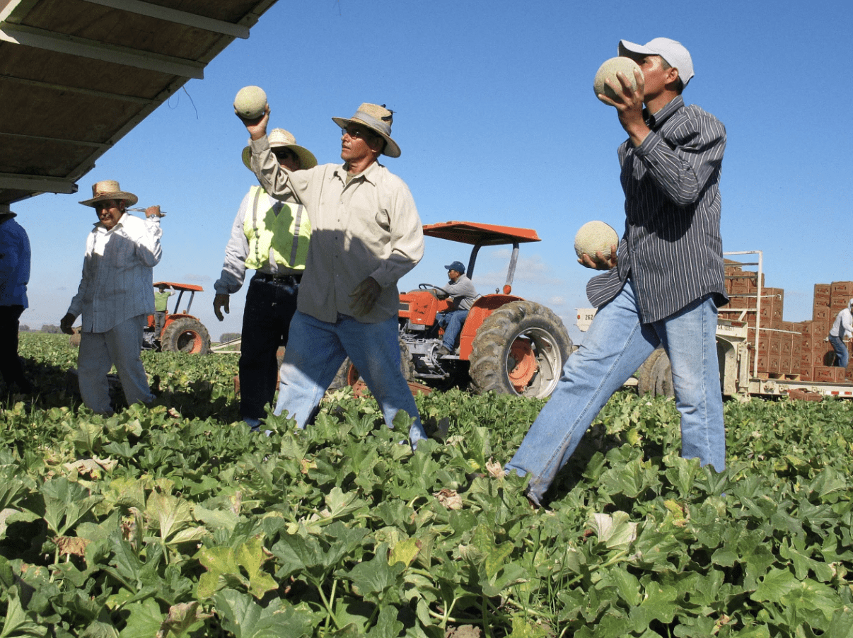 Farmworkers harvest and package cantaloupes near Firebaugh, Calif.