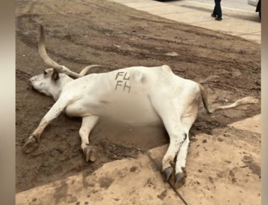 A dead longhorn was found outside an Oklahoma State University fraternity house Friday morning, this ahead of the Big 12 Championship game this Saturday with OSU taking on the Texas Longhorns.