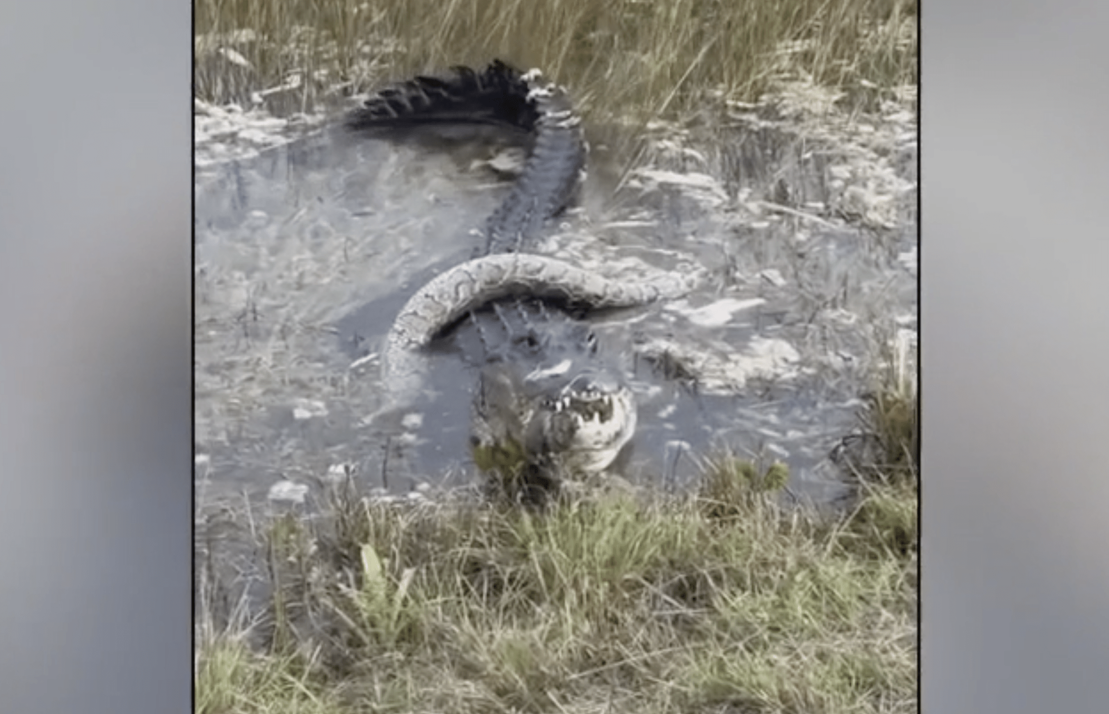 Alison Joslyn shared a video she shot from Shark Valley Trail on social media which showed a sizable gator chomping on a Burmese python, an invasive and nonnative species in Florida.
