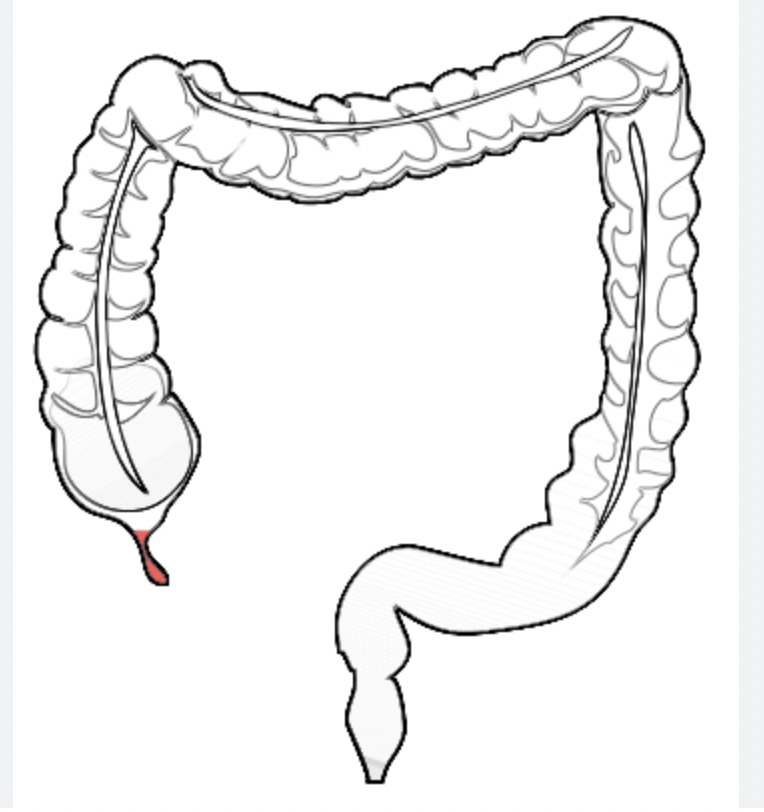 Illustration showing position of appendix