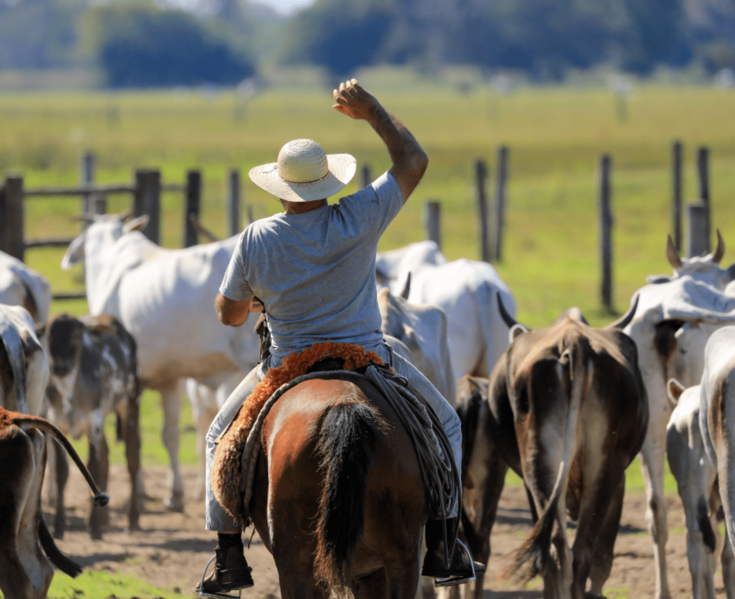 Rancher on horseback