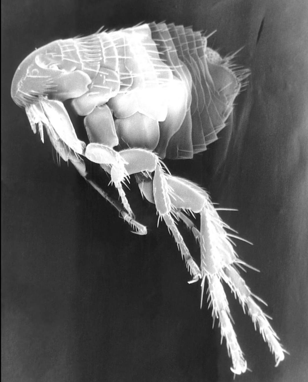 magnified picture of a flea